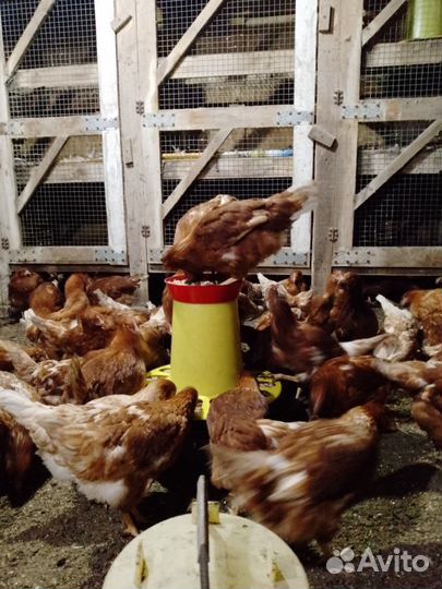 Курочки молодки 4месяца