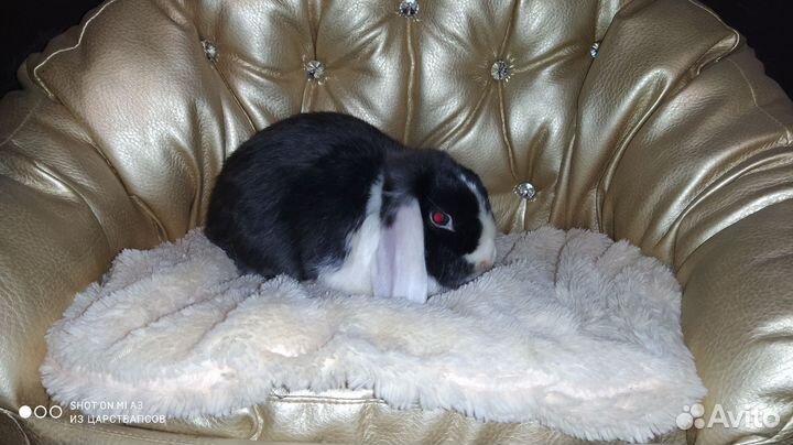 Вислоухие карликовые крольчата