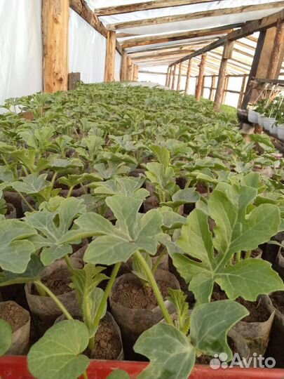 Рассада овощей и цветов