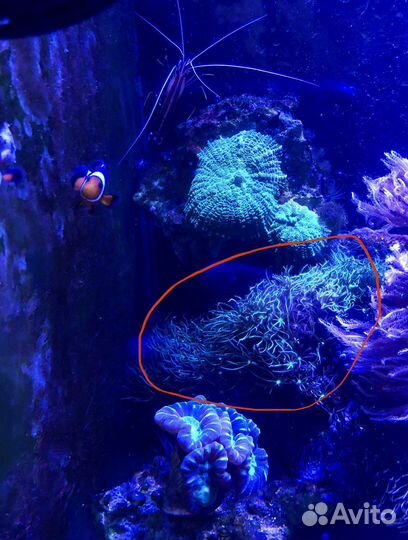 Коралл ксения и корнулярия Актиния