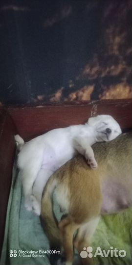 Щенки Той Терьера