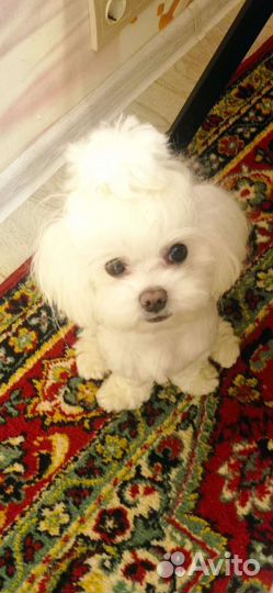 Мальтезе вязка