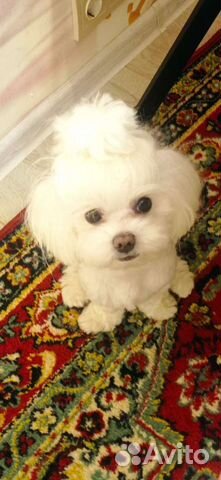 Мальтезе вязка