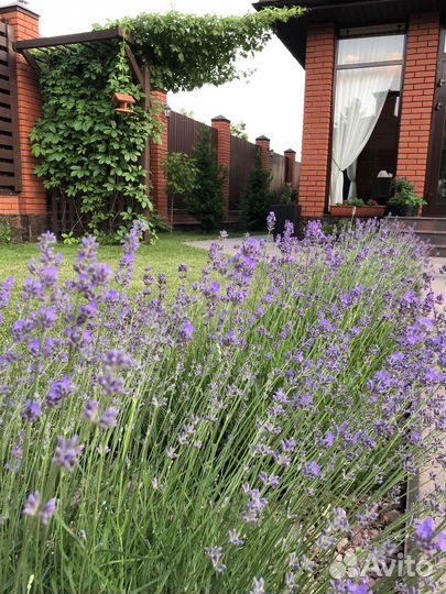 Лаванда саженец зкс