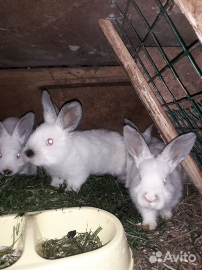 Продам крольчат