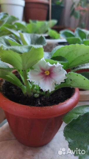 Фиалки продажа