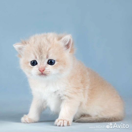 Мальчик голубое золото