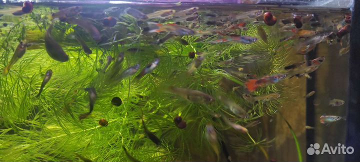 Гуппи, Пара Анциструс, золотой анцитрус