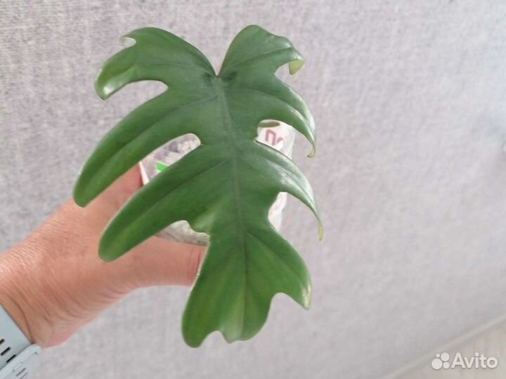 Филодендрон гитаровидный