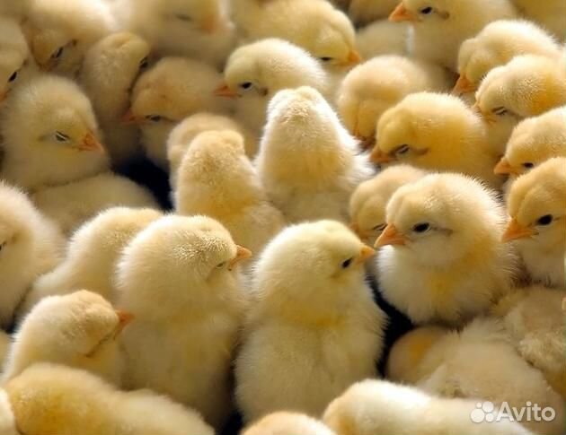 Суточные петушки