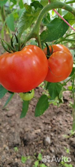 Овощи с грядки