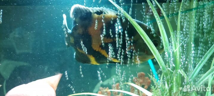 Цихлозомы чернополосые