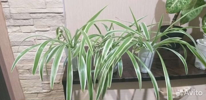 Сансеверия,хлорофитум,дифенбахия компакта