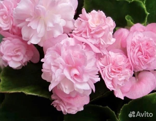 Бегония вечноцветущая махровая