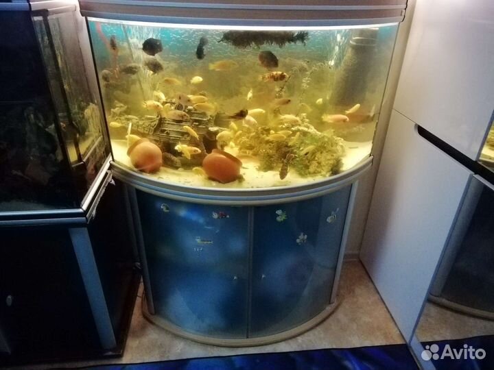 Аквариум 300л