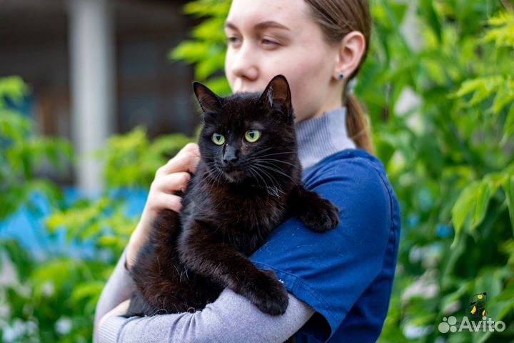 Кошка Ёжка ищет дом