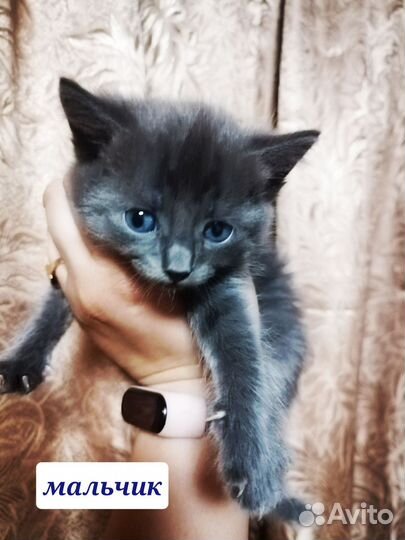 Котята- метисы