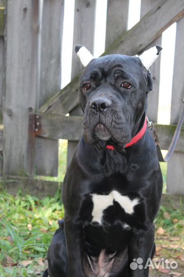 Очаровательная девочка Кане Корсо