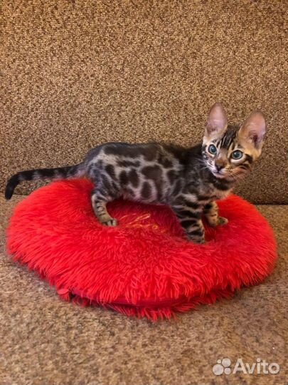 Бенгальские котята