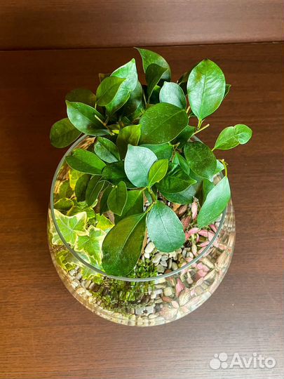 Флорариум с бонсай в большом бакале