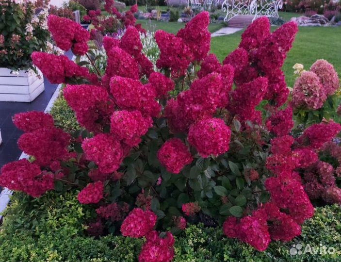 Гортензия Самарская Лидия