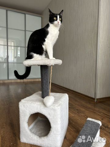 Домик для кота с когтеточкой объявление продам