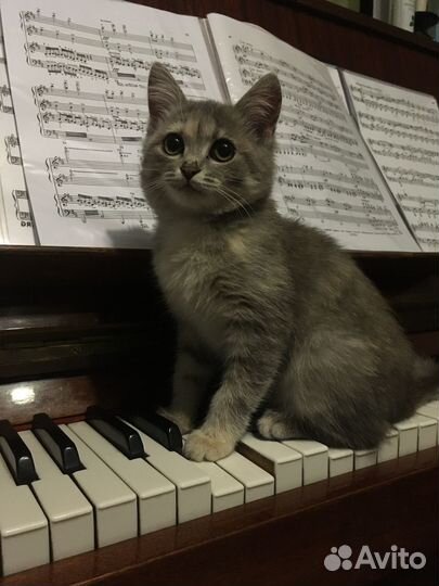 Котёнок в добрые руки