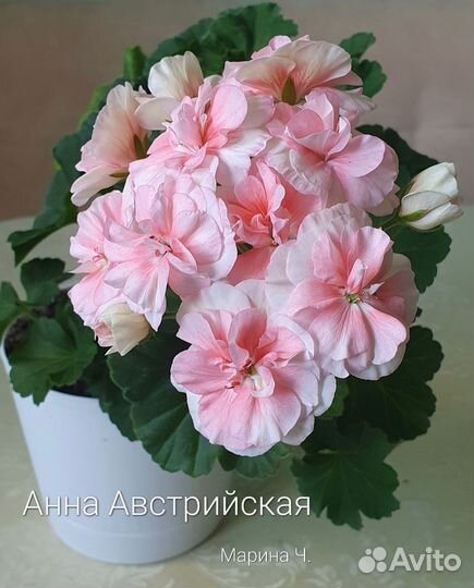 Пеларгония герань