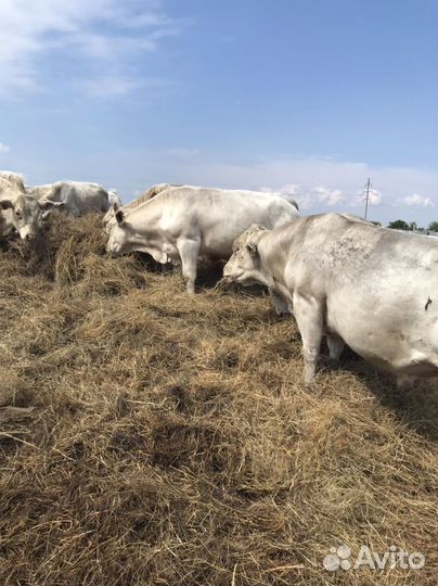 Быки на племя