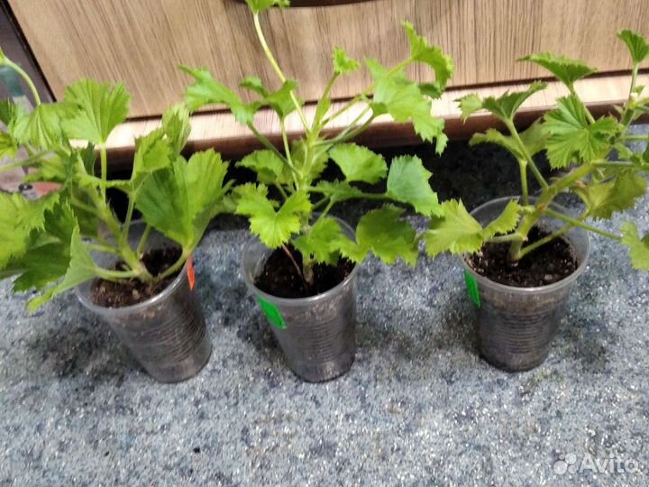 Королевская пеларгония