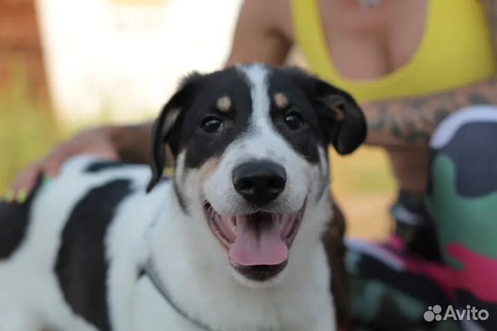 Щенок в добрые руки