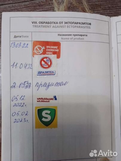 Мини той-терьер вязка