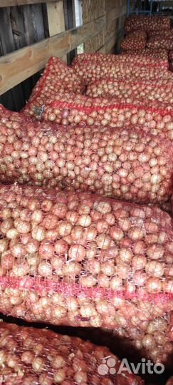 Лук Выборка Штутгартен