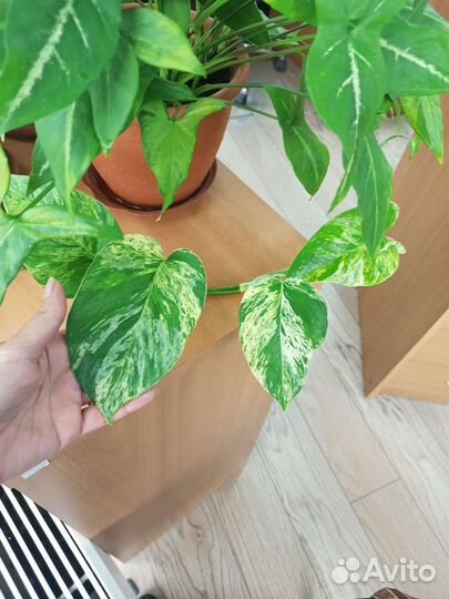 Сциндапсус