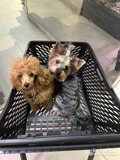 Передержка собак