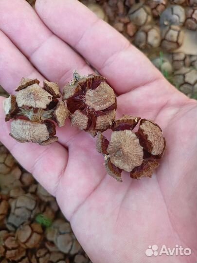 Шишки разные