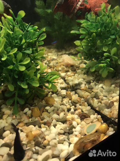 Улитки аквариумные