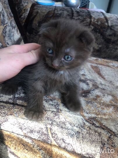 Котенок вислоухий