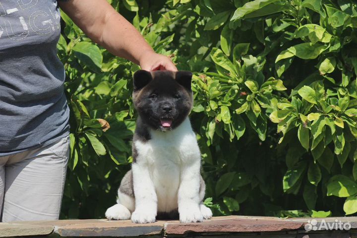 Американская акита. Питомник РКФ