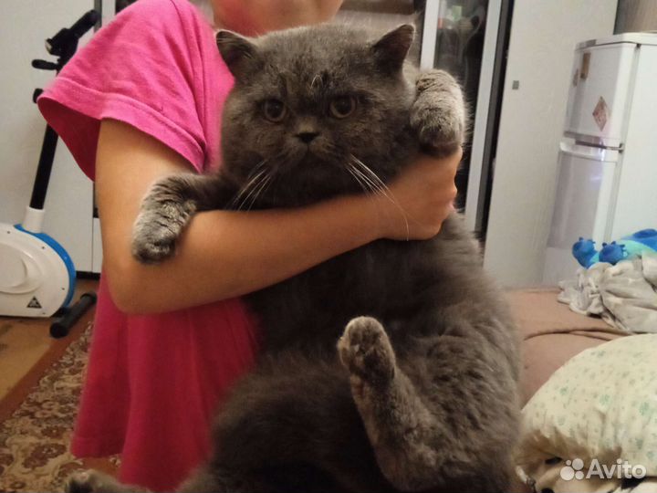 Британец кот вязка