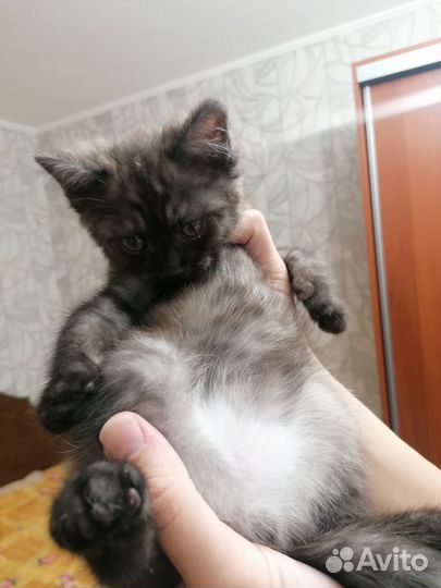 Котик в дар