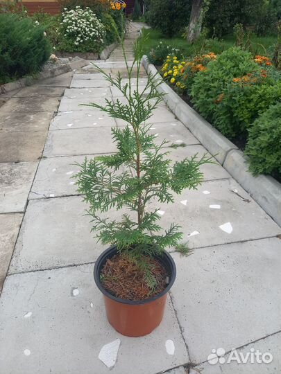 Туя западная Колумна