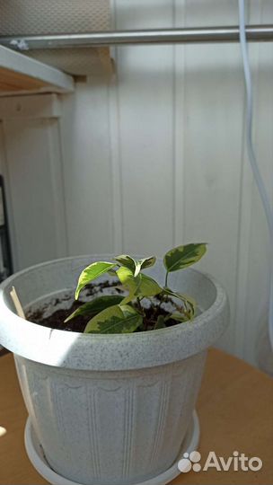 Фикус бенджамина пестролистный