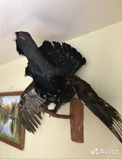 Чучело глухаря (имитация)