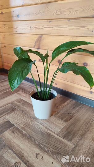 Спатифиллум свит лауретта