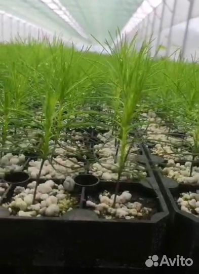 Сеянцы сосны зкс оптом