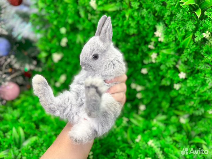 Карликовый кролик - вислоухий мини