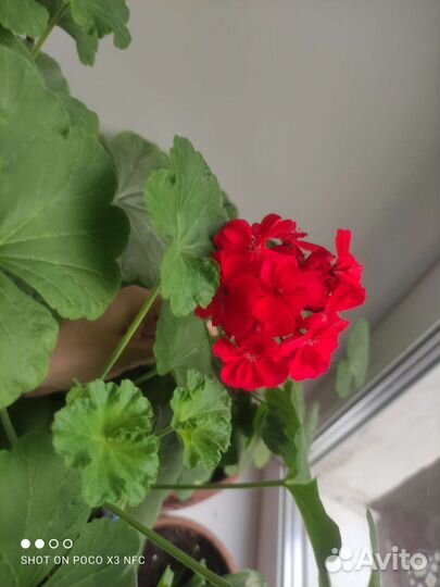 Пеларгония герань