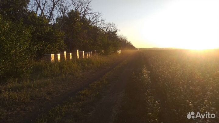 Мед свежий урожай 2023 г из Башкирии