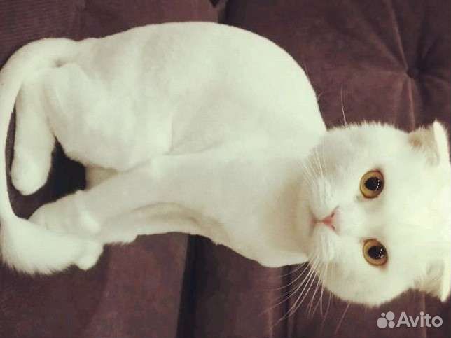 Стрижка собак и кошек. (+Выгул собак+зооняня)